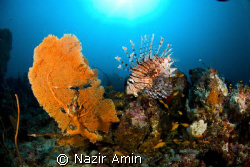 Hover Lion Fish by Nazir Amin 